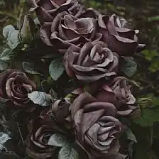 玫瑰花语手工制作方法大全