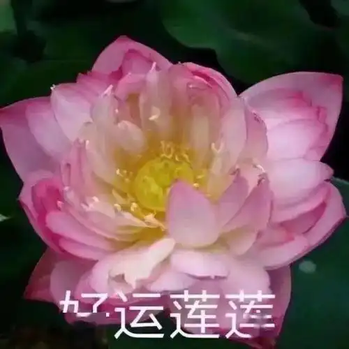 7月必备100张微信头像,赶快换上