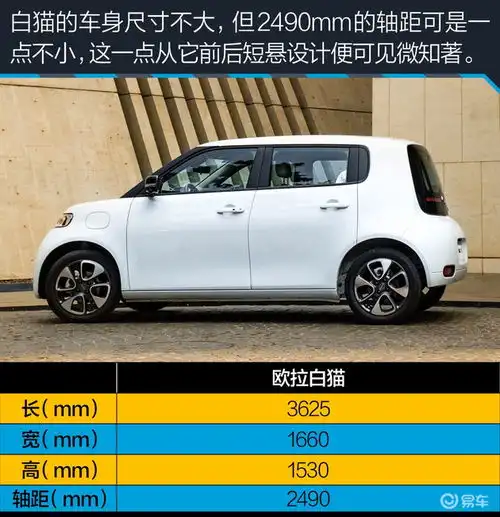 这只小猫值得一吸95后女生解析欧拉白猫