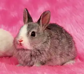 属兔人生于丑时的命运