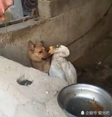 可怜狗子遭大鹅动手,还好主人及时解围,网友调侃不愧是社会鹅