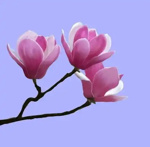 分享图片,早春最美的花一一玉兰花