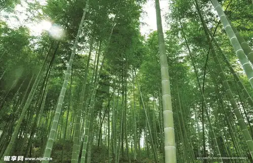 竹林设计图