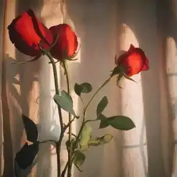 一扇永远的窗