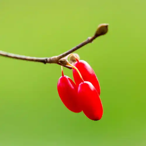 红果