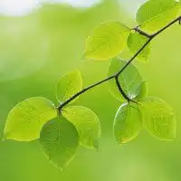 微信绿叶头像护眼绿色植物清新头像