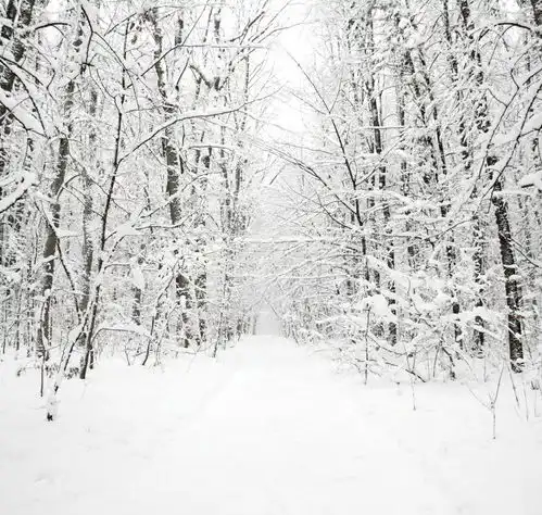 高清冬季冬天雪景自然风景jpg图片摄影图下载至来源处