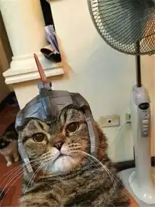主人给猫咪带上新买的头饰,猫咪却一脸委屈,可怜兮兮的快要哭了