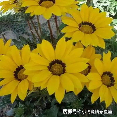 命里藏金的三大生肖女,旺夫旺子旺家运,大富大贵连着旺三代