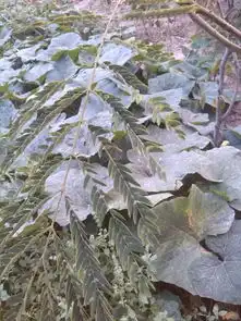 芙蓉树绒花树叶子黄稍微有黄斑点,不够绿是怎么回事