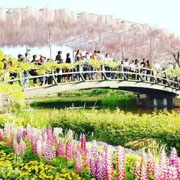 春季赏花旅行地推荐