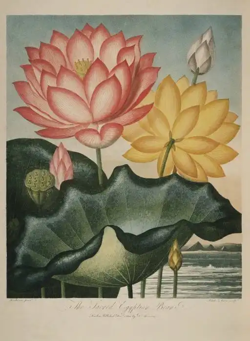 花与树的人文之旅一花一树一世界,等你驻足欣赏