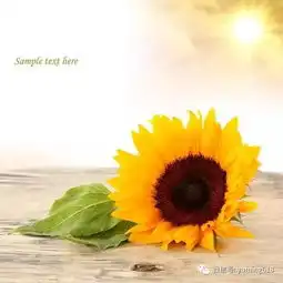 朋友圈中的流行的经典小句子