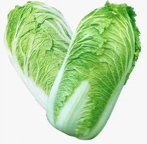 手绘蔬菜手绘图片大白菜素材图片免费下载高清装饰图案png千库网图片编号45246