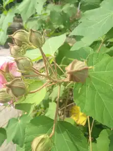 芙蓉花开媚清秋