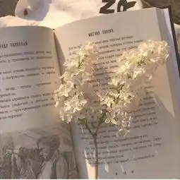 想和你说声晚安选择飞鸟,或者一片落叶