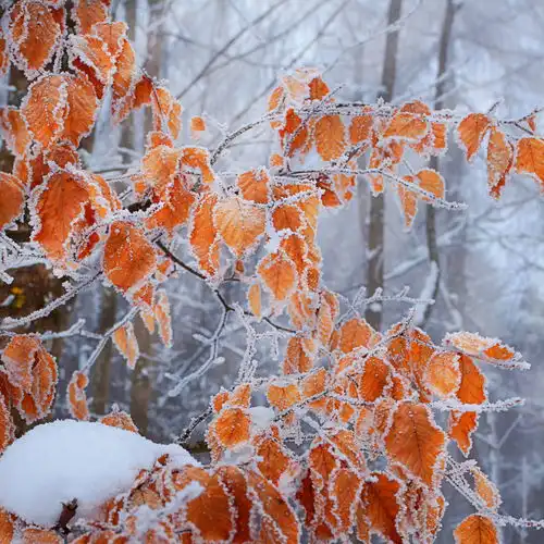 高清冬季冬天雪景自然风景jpg摄影图下载至来源处