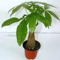 风水转运微信头像微信头像图片大全
