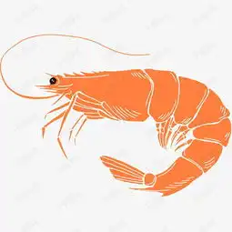 卡通装饰线条海洋生物海报设计大虾素材图片免费下载高清png千库网图片编号10184388