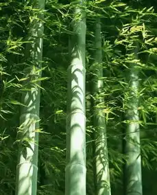 有一种心境,叫顺其自然