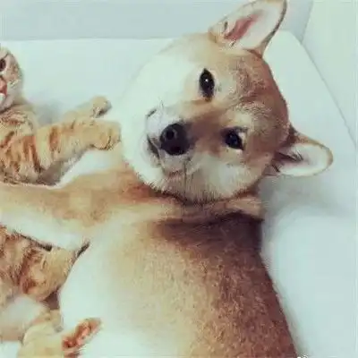 动物情侣头像猫狗一对非常可爱的猫狗情侣头像大全