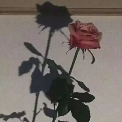 漂亮的玫瑰头像微信头像玫瑰花图片大全
