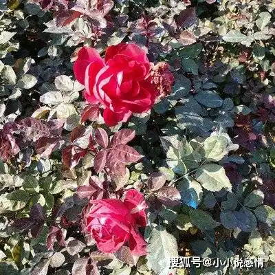 十二生肖中越老越有女人味,越老越迷人的三个生肖女