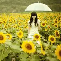 向日葵qq头像向日葵女生头像