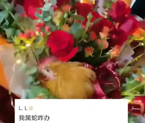 江苏女子生日,好友送惊喜礼物,活鸡配鲜花寿星拿到手一看就慌了