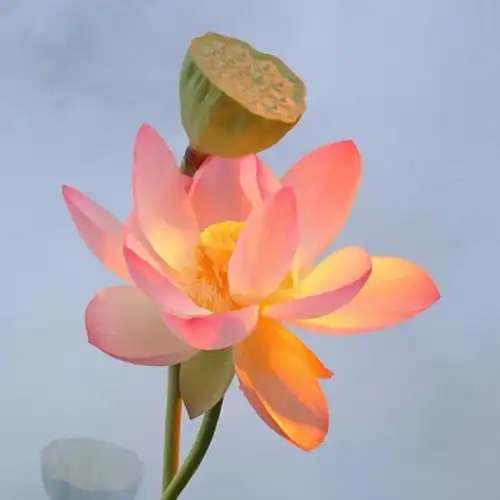 荷花头像图案