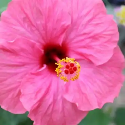 芙蓉花微信头像图片送给酷爱花朵的朋友们