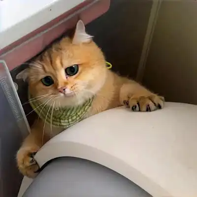 2023最新超萌毛孩子猫咪可爱图片