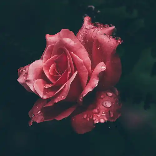 secretoanuelaakarolg高音质在线试听secreto歌词歌曲下载酷狗音乐