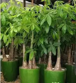 寓意美好的大型室内盆栽,客厅摆上一盆才算美满