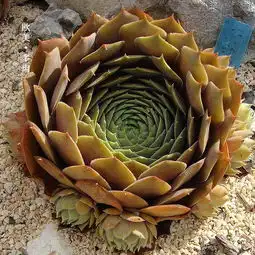这些狂野的多肉植物,让大叔目瞪口呆多图毒