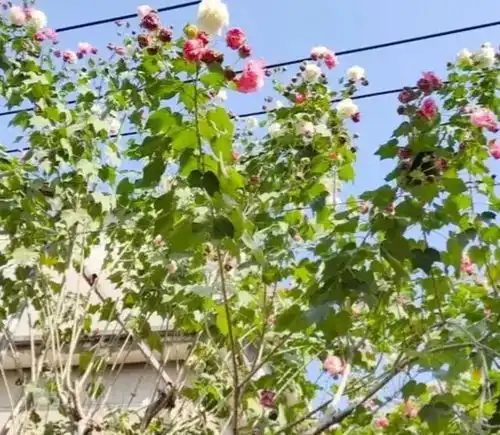 我与芙蓉花的美丽邂逅
