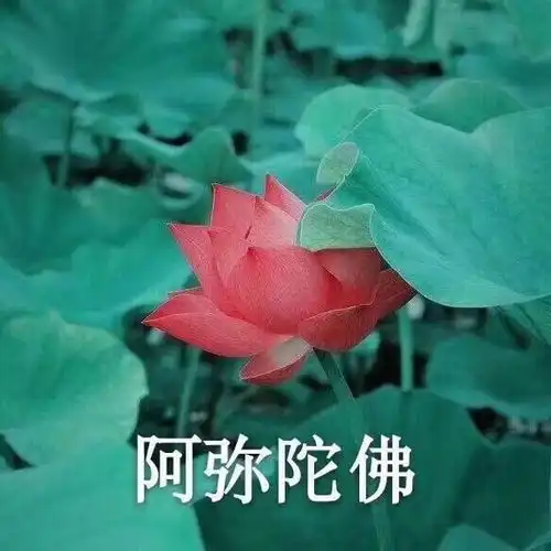你收藏夹