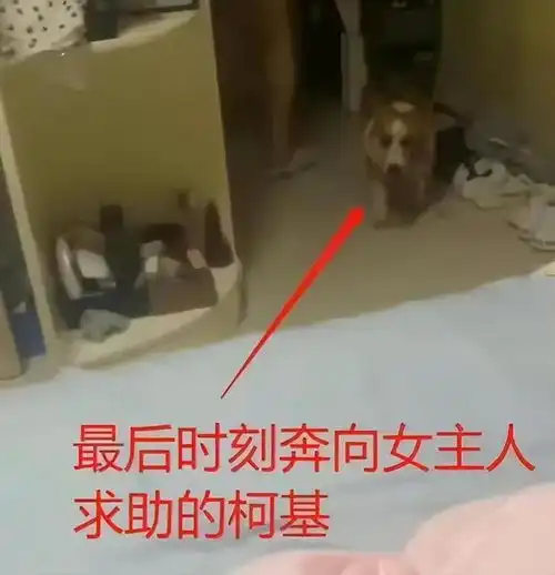 柯基事件最新内幕男主指妻子是陪酒女婚内出轨,却隐瞒自己二婚