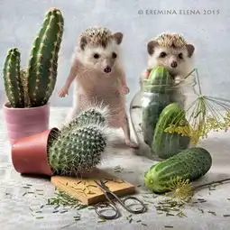 呆萌小刺猬的乐趣生活