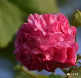 血红的芙蓉杨军专栏二