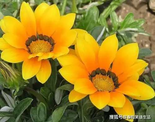 阴历此3个月出生的人,前半生辛苦,后半生大富大贵,发财又享福