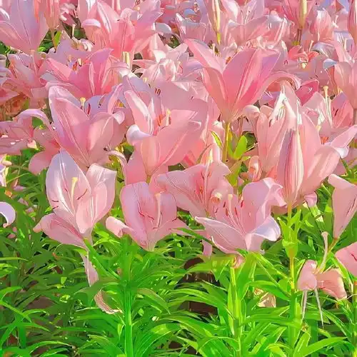 2023最新鲜花烂漫风景头像