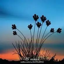 闲闻趣事做人不能不要脸,但千万不要太..