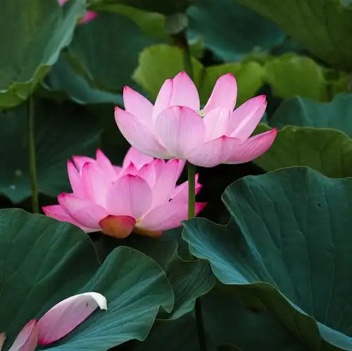 夜读丨祝你荷荷美美,好运莲莲