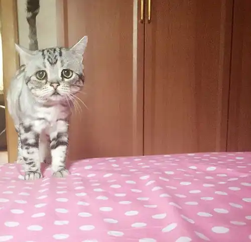 猫咪一脸忧郁被称世界上最悲伤的喵星人