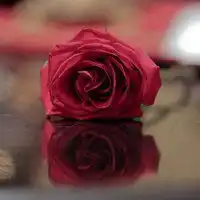 玫瑰花头像高清图片微信头像图片大全