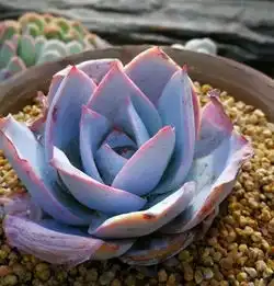 影响着多肉颜色的到底是什么大叔告诉你