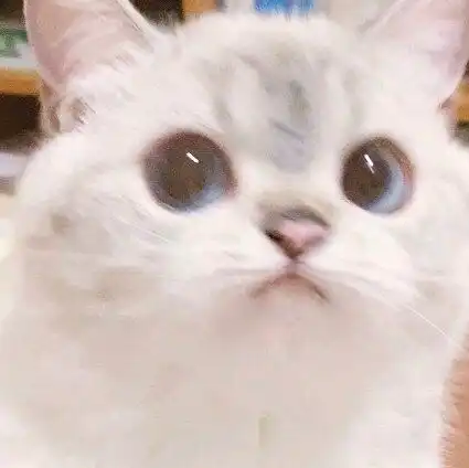 可爱猫猫表情包,哄女朋友专用