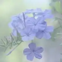 清新意境森系手绘女生头像女生搜索
