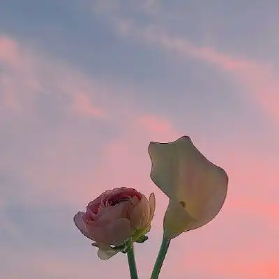 鲜花头像图片大全花束高清好看的头像